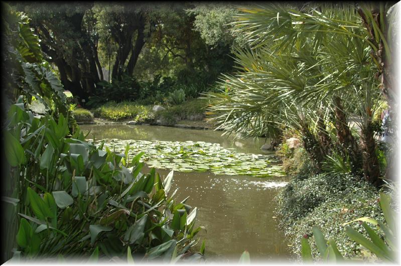 LillyPads