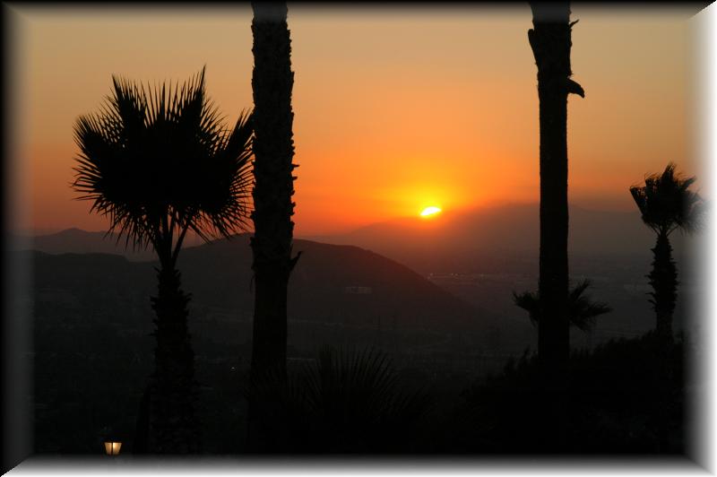 PalmSunset
