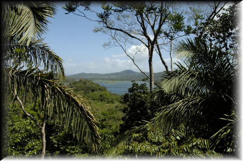 Rainforest