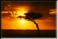 KenyanSunrise