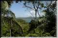 Rainforest